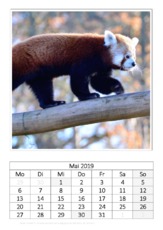 Mai_Kleiner Panda.pdf